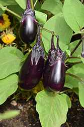 Patio Baby Eggplant (Solanum melongena 'Patio Baby') at Echter's Nursery & Garden Center