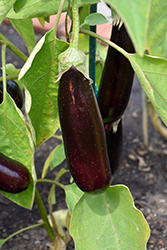 Hansel Eggplant (Solanum melongena 'Hansel') at Echter's Nursery & Garden Center