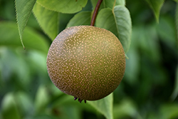 Hosui Asian Pear (Pyrus pyrifolia 'Hosui') at Echter's Nursery & Garden Center