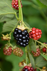 Triple Crown Blackberry (Rubus 'Triple Crown') at Echter's Nursery & Garden Center