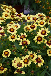 UpTick Yellow and Red Tickseed (Coreopsis 'Baluptowed') at Echter's Nursery & Garden Center