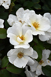 White Knock Out Rose (Rosa 'Radwhite') at Echter's Nursery & Garden Center