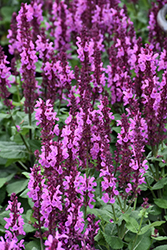 Rose Marvel Meadow Sage (Salvia nemorosa 'Rose Marvel') at Echter's Nursery & Garden Center