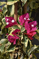 Raspberry Ice Bougainvillea (Bougainvillea 'Raspberry Ice') at Echter's Nursery & Garden Center