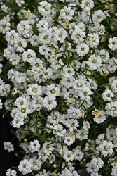 Gypsy White Baby's Breath (Gypsophila muralis 'Gypsy White') at Echter's Nursery & Garden Center