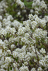 Saskatoon (Amelanchier alnifolia) at Echter's Nursery & Garden Center
