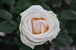 Easy Spirit Rose (Rosa 'WEKmereadoit') at Echter's Nursery & Garden Center