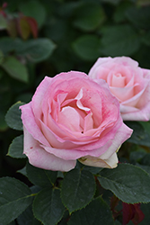 Painted Porcelain Rose (Rosa 'WEKmostadabre') at Echter's Nursery & Garden Center
