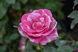 Parade Day Rose (Rosa 'WEKmeroro') at Echter's Nursery & Garden Center