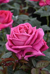 All My Loving Rose (Rosa 'FRYrapture') at Echter's Nursery & Garden Center