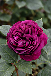 Celestial Night Rose (Rosa 'WEKebtigrad') at Echter's Nursery & Garden Center