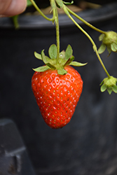 Eversweet Strawberry (Fragaria 'Eversweet') at Echter's Nursery & Garden Center