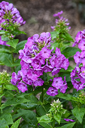 Flame Purple Garden Phlox (Phlox paniculata 'Flame Purple') at Echter's Nursery & Garden Center