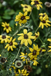 Chocolate Flower (Berlandiera lyrata) at Echter's Nursery & Garden Center