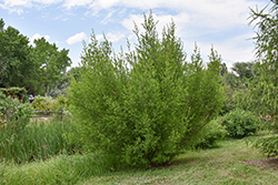 New Mexico Privet (Forestiera neomexicana) at Echter's Nursery & Garden Center
