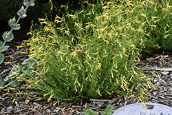 Mersea Yellow Pineleaf Beard Tongue (Penstemon pinifolius 'Mersea Yellow') at Echter's Nursery & Garden Center