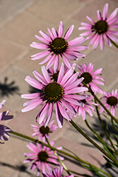 Tennessee Coneflower (Echinacea tennesseensis) at Echter's Nursery & Garden Center