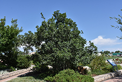Gambel Oak (Quercus gambelii) at Echter's Nursery & Garden Center