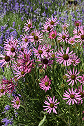 Tennessee Coneflower (Echinacea tennesseensis) at Echter's Nursery & Garden Center