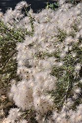 Apache Plume (Fallugia paradoxa) at Echter's Nursery & Garden Center