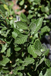 Alderleaf Mountain Mahogany (Cercocarpus montanus) at Echter's Nursery & Garden Center