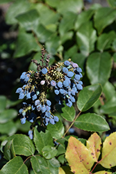 Creeping Mahonia (Mahonia repens) at Echter's Nursery & Garden Center