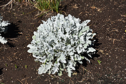 Snowy Owl Centaurea (Centaurea 'Snowy Owl') at Echter's Nursery & Garden Center