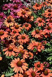 Kismet Intense Orange Coneflower (Echinacea 'TNECHKIO') at Echter's Nursery & Garden Center