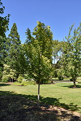 Symatree Maple (Acer saccharinum 'JFS H1') at Echter's Nursery & Garden Center
