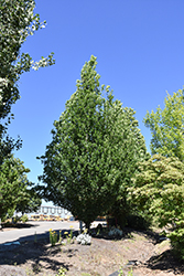Skinny Genes Oak (Quercus 'JFS-KW2QX') at Echter's Nursery & Garden Center