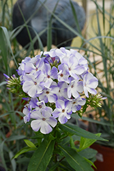 Flame Blue Garden Phlox (Phlox paniculata 'Flame Blue') at Echter's Nursery & Garden Center