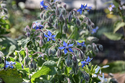 Borage (Borago officinalis) at Echter's Nursery & Garden Center