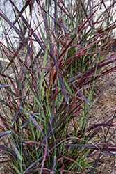 Hot Rod Switch Grass (Panicum virgatum 'Hot Rod') at Echter's Nursery & Garden Center
