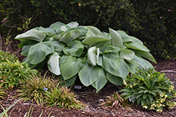 Shadowland Empress Wu Hosta (Hosta 'Empress Wu') at Echter's Nursery & Garden Center
