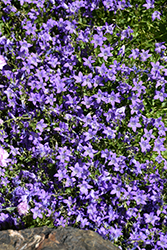 Dalmatian Bellflower (Campanula portenschlagiana) at Echter's Nursery & Garden Center