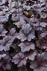 Midnight Rose Coral Bells (Heuchera 'Midnight Rose') at Echter's Nursery & Garden Center