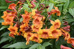 Kalama Blood Orange Esperanza (Tecoma stans 'Balkalblor') at Echter's Nursery & Garden Center