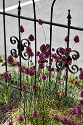 Drumstick Allium (Allium sphaerocephalon) at Echter's Nursery & Garden Center