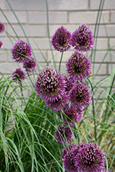 Drumstick Allium (Allium sphaerocephalon) at Echter's Nursery & Garden Center