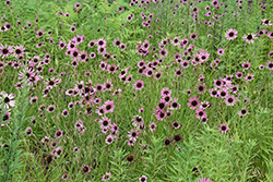 Tennessee Coneflower (Echinacea tennesseensis) at Echter's Nursery & Garden Center