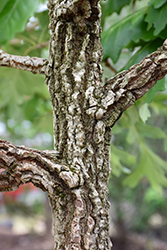 Cobblestone Bur Oak (Quercus macrocarpa 'JFS-KW14') at Echter's Nursery & Garden Center