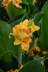 Cannova Gold Leopard Canna (Canna 'Cannova Gold Leopard') at Echter's Nursery & Garden Center