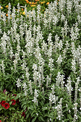 Sallyfun Pure White Salvia (Salvia farinacea 'Sallyfun Pure White') at Echter's Nursery & Garden Center