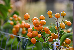 Autumn Revolution American Bittersweet (Celastrus scandens 'Bailumn') at Echter's Nursery & Garden Center