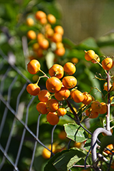 Autumn Revolution American Bittersweet (Celastrus scandens 'Bailumn') at Echter's Nursery & Garden Center