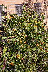 Autumn Revolution American Bittersweet (Celastrus scandens 'Bailumn') at Echter's Nursery & Garden Center