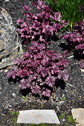 Midnight Rose Coral Bells (Heuchera 'Midnight Rose') at Echter's Nursery & Garden Center