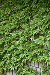 Boston Ivy (Parthenocissus tricuspidata) at Echter's Nursery & Garden Center