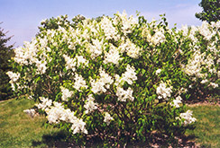 Mount Baker Lilac (Syringa x hyacinthiflora 'Mount Baker') at Echter's Nursery & Garden Center