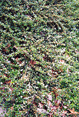 Spreading Cotoneaster (Cotoneaster divaricatus) at Echter's Nursery & Garden Center